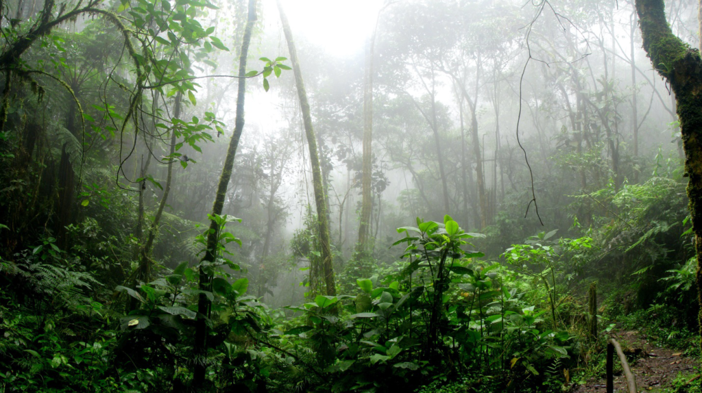 a rainforest with fog